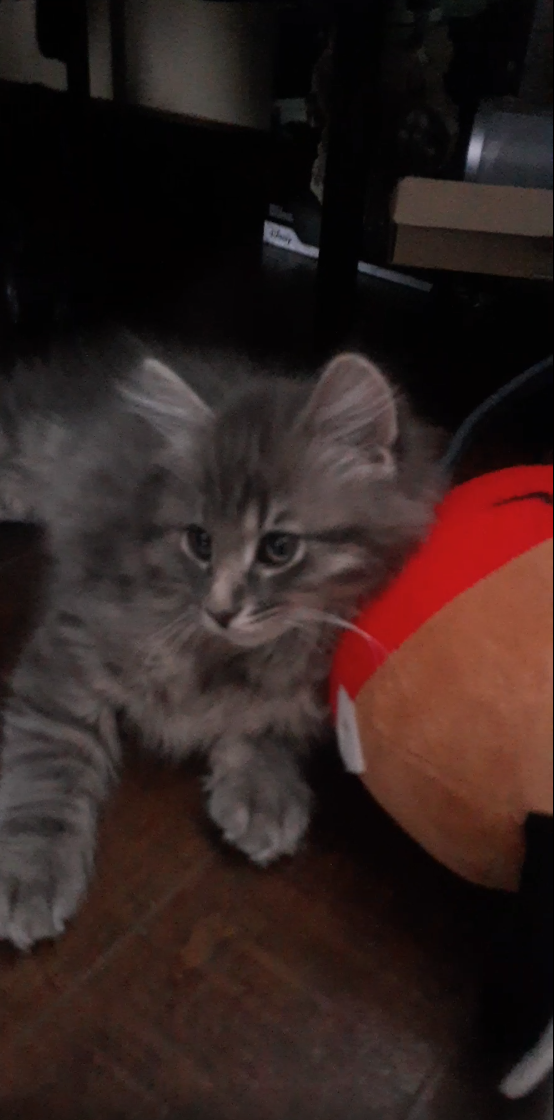 Bean the Cat